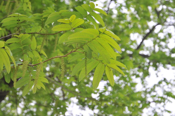 枫杨Pterocarya stenoptera