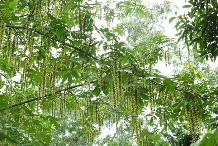 枫杨Pterocarya stenoptera