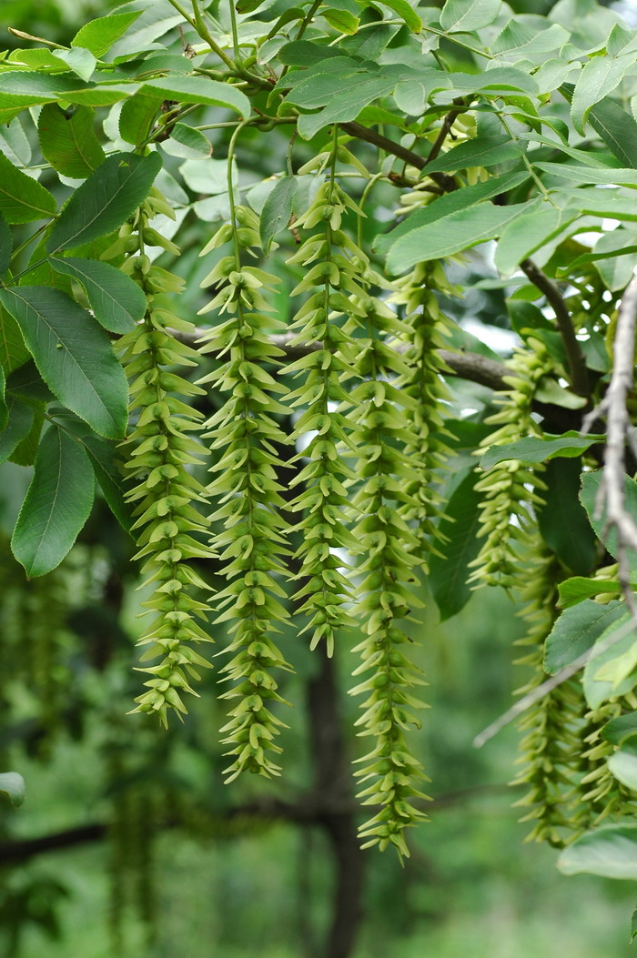 枫杨Pterocarya stenoptera