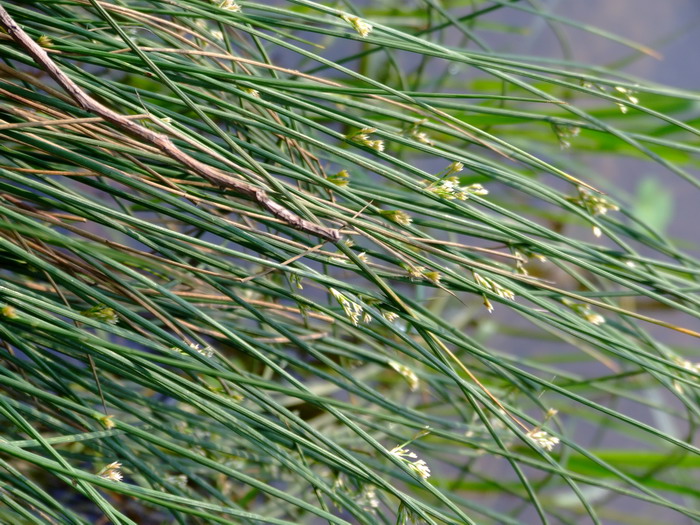灯心草Juncus effusus 灯心草Juncus effusus