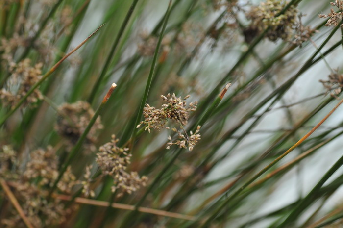 灯心草Juncus effusus 灯心草Juncus effusus