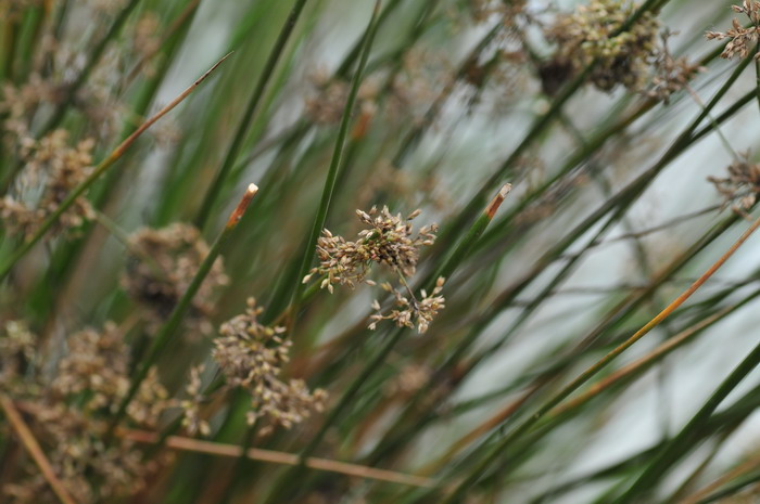 灯心草Juncus effusus