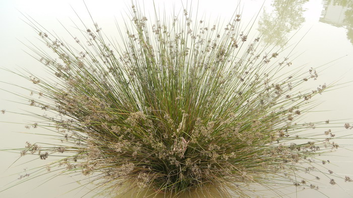 灯心草Juncus effusus