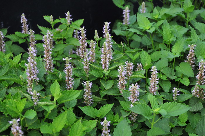 藿香Agastache rugosa 藿香Agastache rugosa