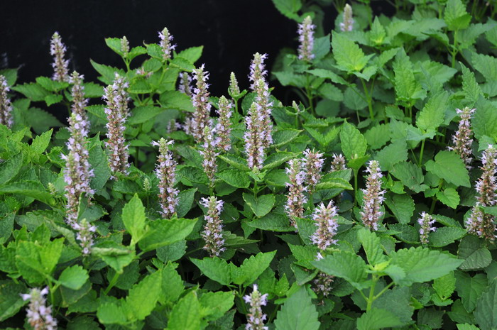 藿香Agastache rugosa