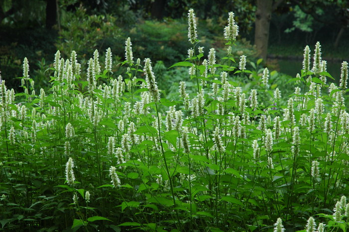 藿香Agastache rugosa 藿香Agastache rugosa
