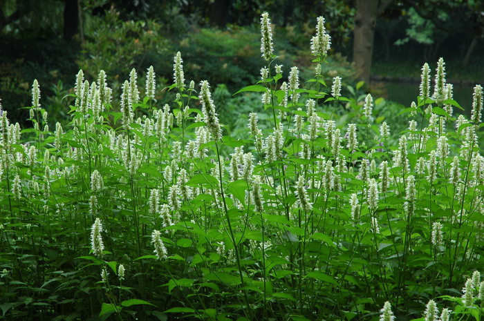 藿香Agastache rugosa