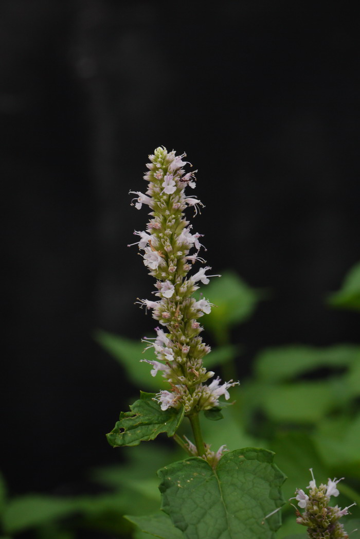 藿香Agastache rugosa 藿香Agastache rugosa