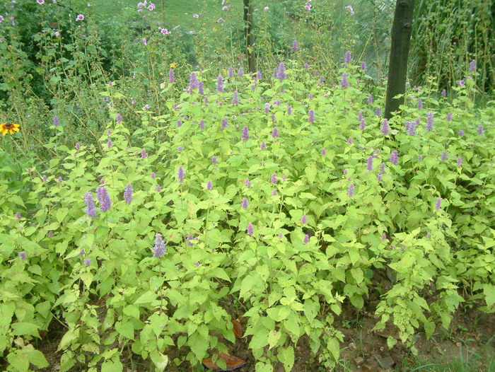 金叶藿香Agastache rugosa ‘ Golden jubilee’