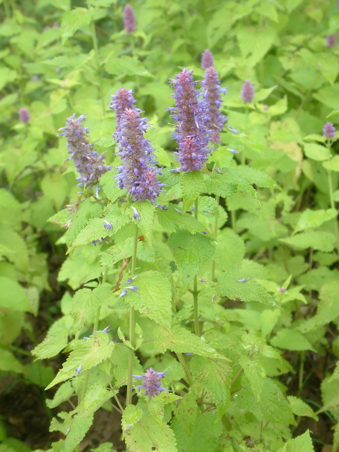 金叶藿香Agastache rugosa ‘ Golden jubilee’