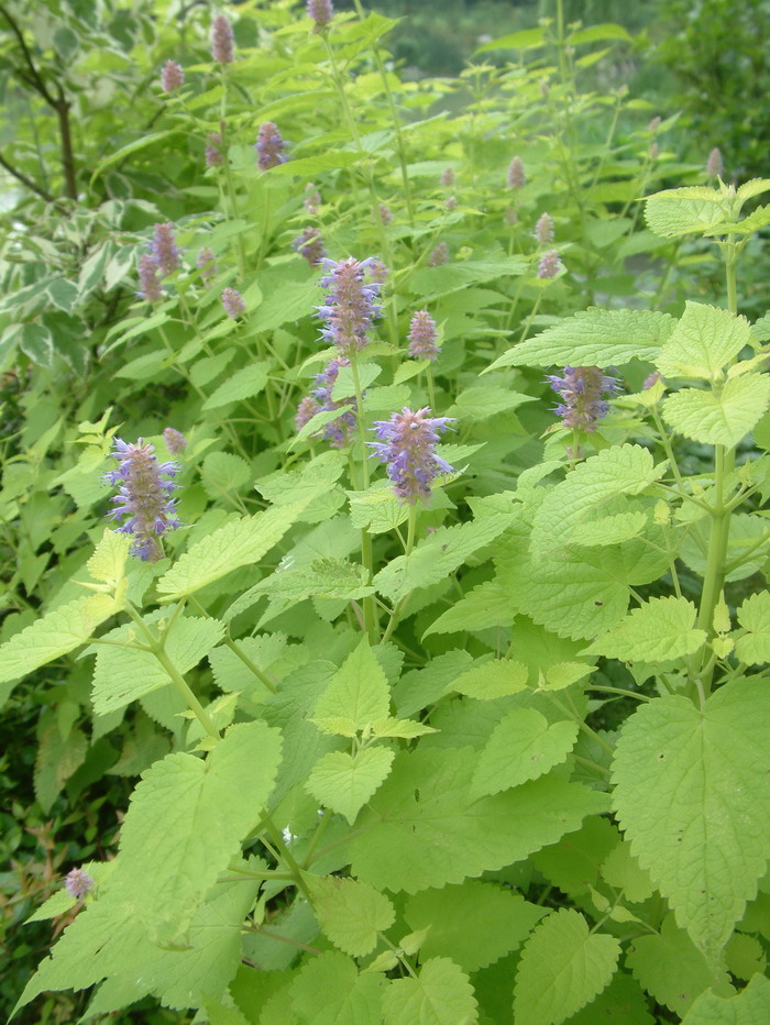 金叶藿香Agastache rugosa ‘ Golden jubilee’