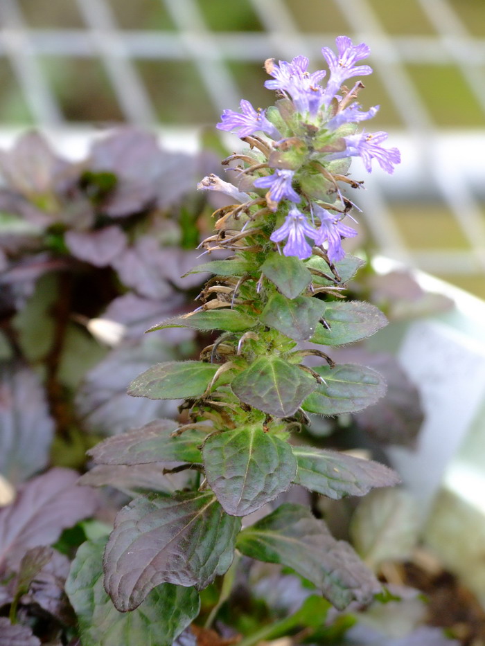 匍匐筋骨草Ajuga reptans