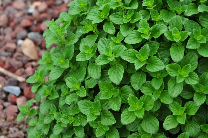 新风轮菜Calamintha nepeta 新风轮菜Calamintha nepeta
