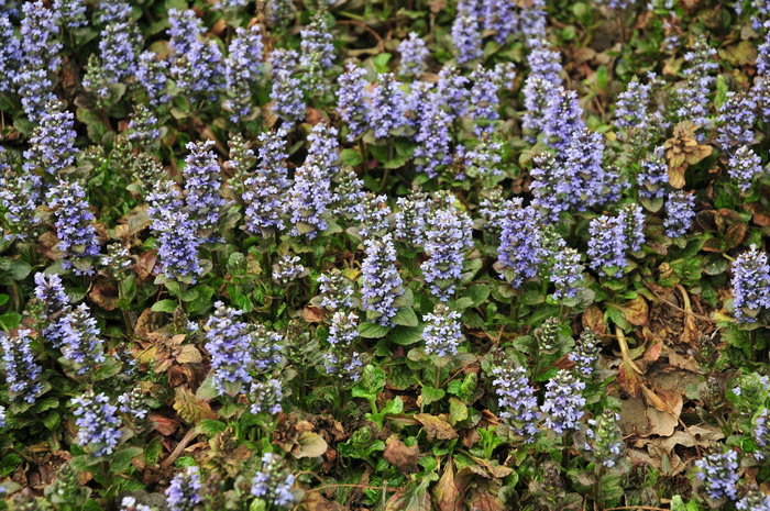 多花筋骨草Ajuga multiflora 多花筋骨草Ajuga multiflora