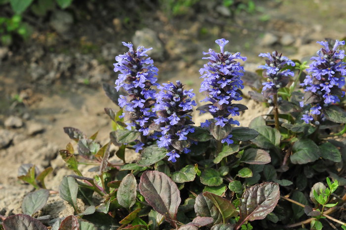 多花筋骨草Ajuga multiflora 多花筋骨草Ajuga multiflora