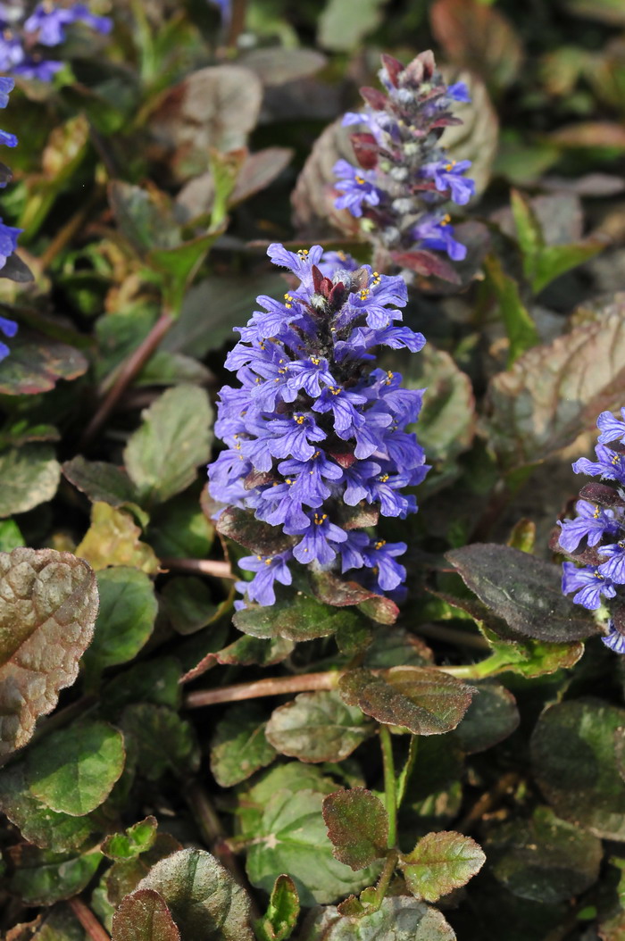 多花筋骨草Ajuga multiflora