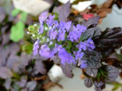 匍匐筋骨草Ajuga reptans