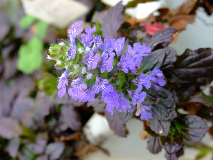 匍匐筋骨草Ajuga reptans