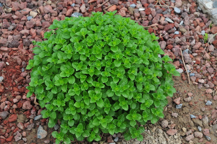 新风轮菜Calamintha nepeta 新风轮菜Calamintha nepeta