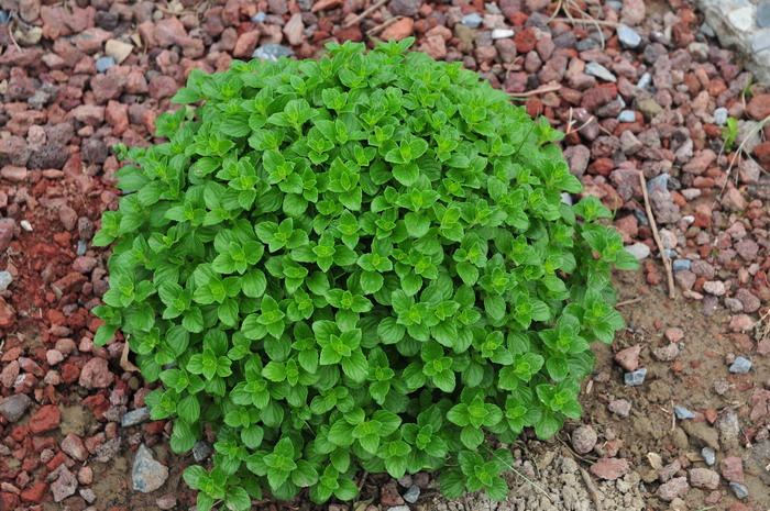 新风轮菜Calamintha nepeta