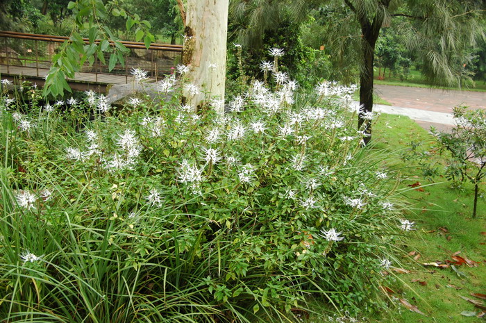 猫须草Clerodendranthus spicatus 猫须草Clerodendranthus spicatus