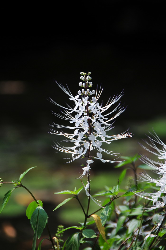猫须草Clerodendranthus spicatus 猫须草Clerodendranthus spicatus