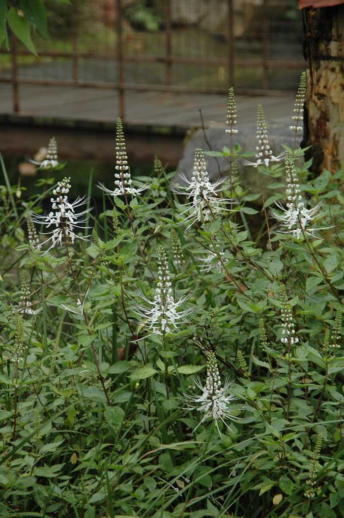 猫须草Clerodendranthus spicatus