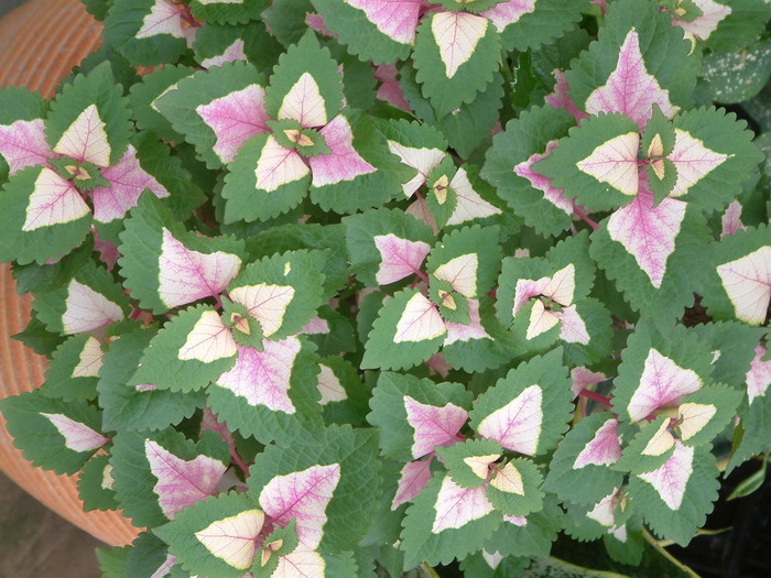 彩叶草Coleus scutellarioides 彩叶草Coleus scutellarioides