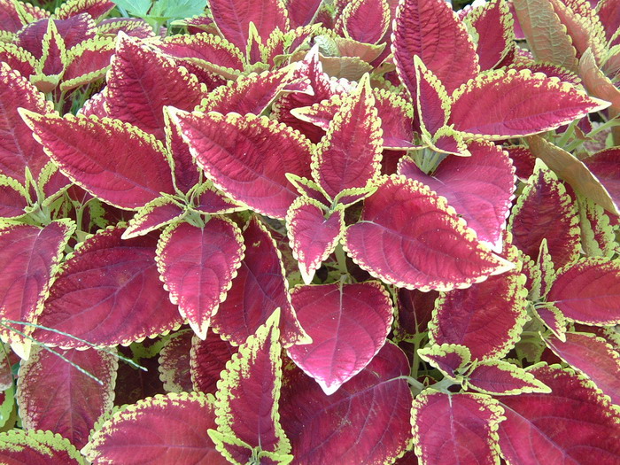 彩叶草Coleus scutellarioides 彩叶草Coleus scutellarioides