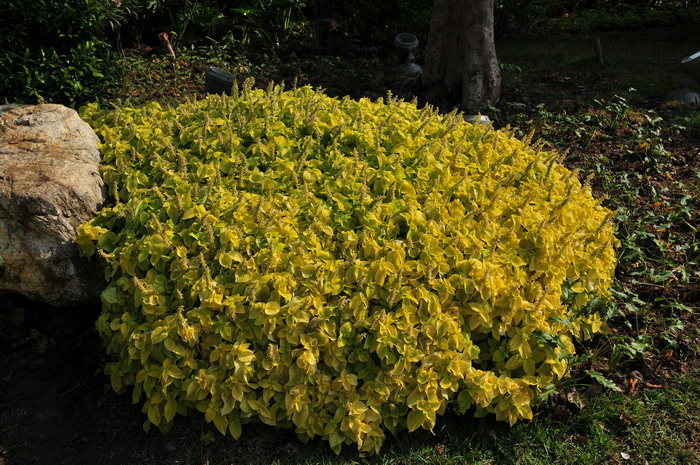 彩叶草Coleus scutellarioides