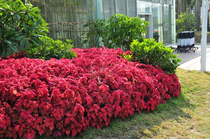 彩叶草coleus scutellarioides