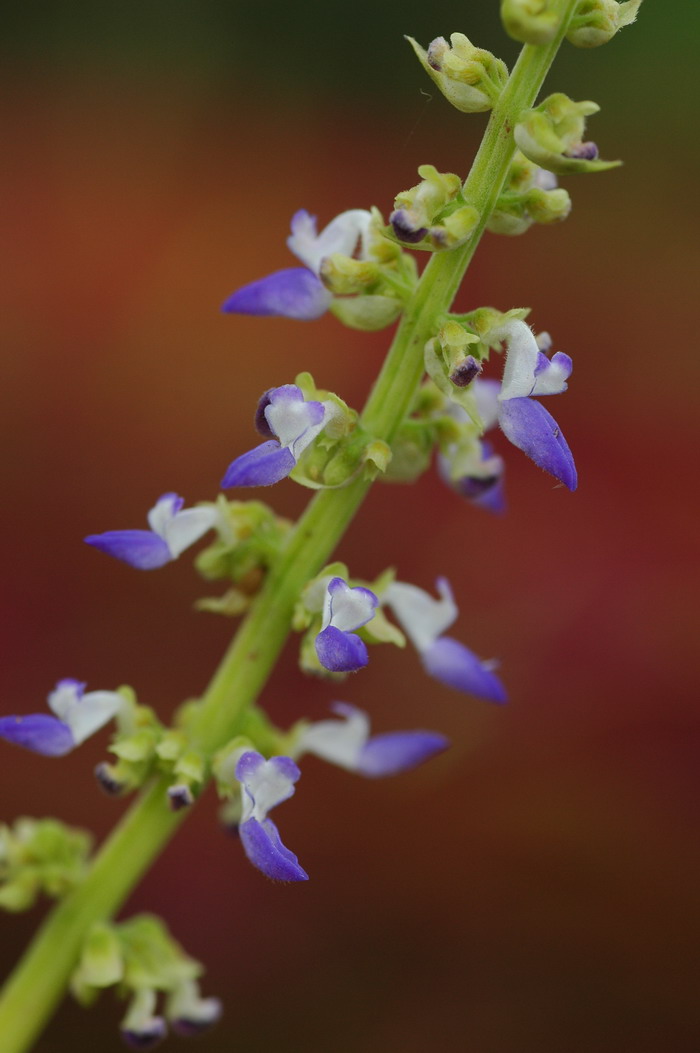 彩叶草Coleus scutellarioides