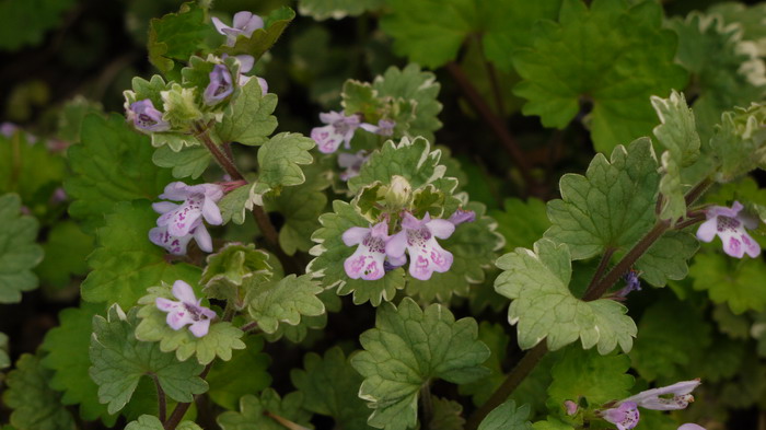 金钱薄荷Glechoma hederacea ‘ Variegata’ 金钱薄荷Glechoma hederacea ‘ Variegata’