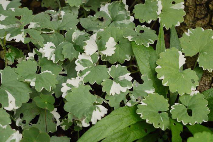 金钱薄荷Glechoma hederacea ‘ Variegata’ 金钱薄荷Glechoma hederacea ‘ Variegata’