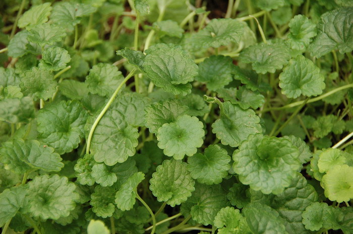 欧活血丹Glechoma hederacea 欧活血丹Glechoma hederacea