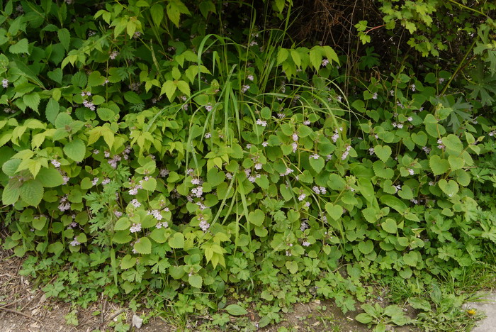 活血丹Glechoma longituba 活血丹Glechoma longituba