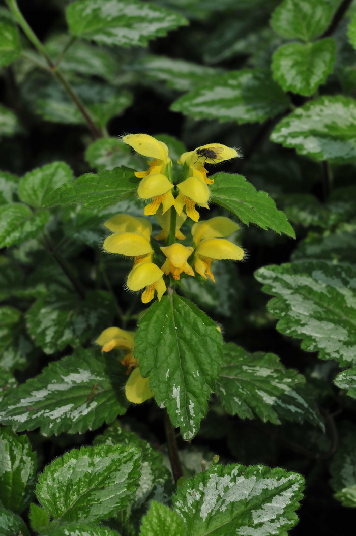 花叶野芝麻Lamiastrum galeobdolon 花叶野芝麻Lamiastrum galeobdolon