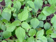 香茶菜Isodon amethystoides