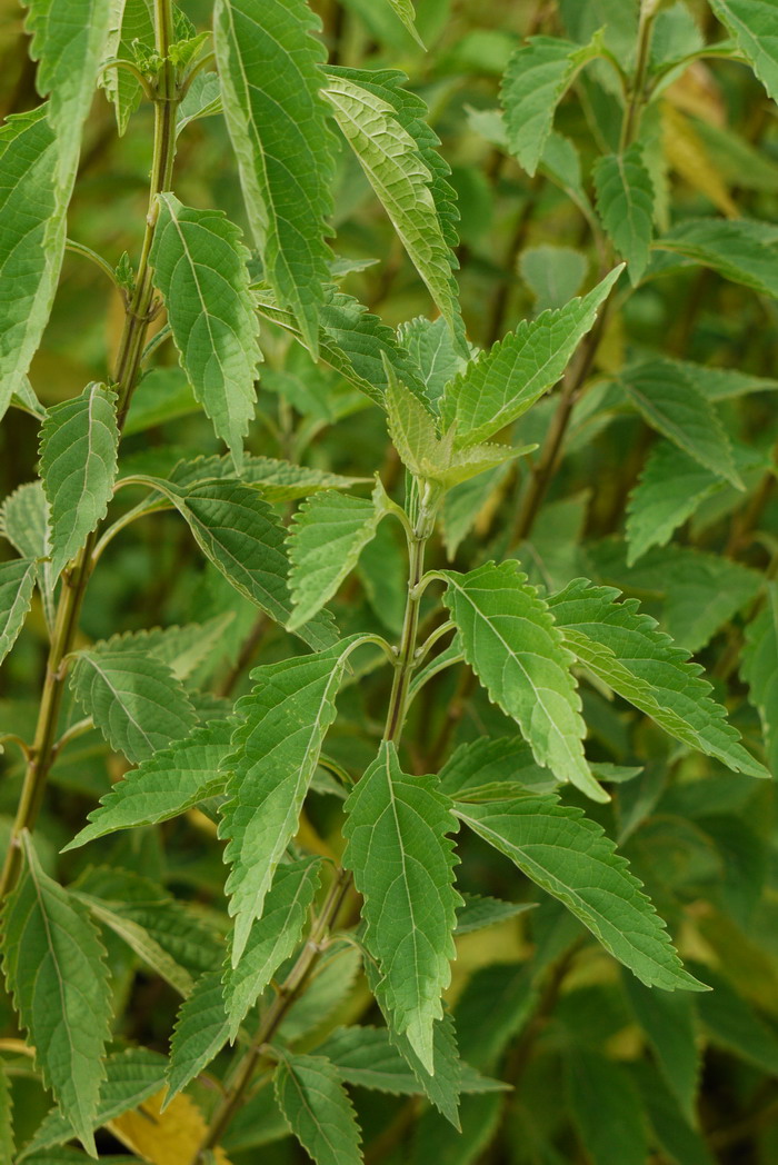 显脉香茶菜Isodon nervosus 显脉香茶菜Isodon nervosus