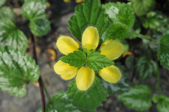 花叶野芝麻Lamiastrum galeobdolon 花叶野芝麻Lamiastrum galeobdolon