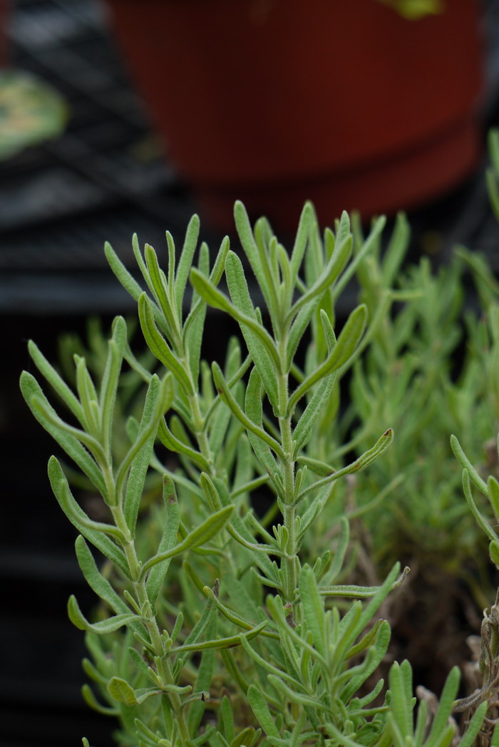 薰衣草Lavandula angustifolia