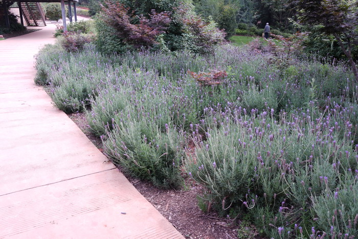 齿叶薰衣草Lavandula dentata 齿叶薰衣草Lavandula dentata