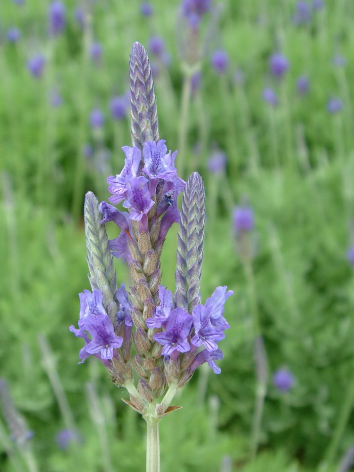 羽叶薰衣草Lavandula pinnata 羽叶薰衣草Lavandula pinnata