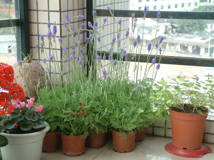 羽叶薰衣草Lavandula pinnata 羽叶薰衣草Lavandula pinnata