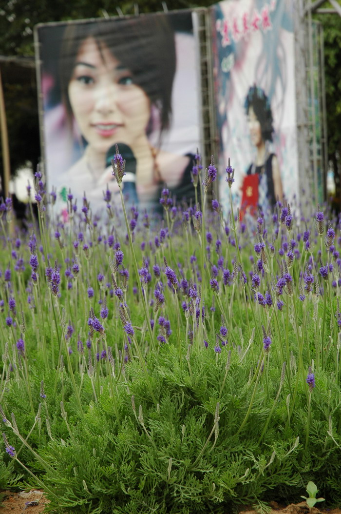 羽叶薰衣草Lavandula pinnata 羽叶薰衣草Lavandula pinnata