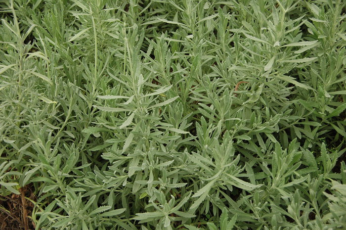 甜蜜薰衣草Lavandula heterophylla 甜蜜薰衣草Lavandula heterophylla