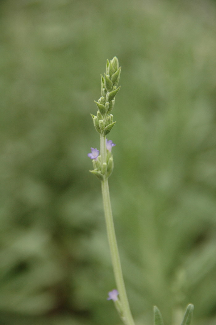甜蜜薰衣草Lavandula heterophylla 甜蜜薰衣草Lavandula heterophylla
