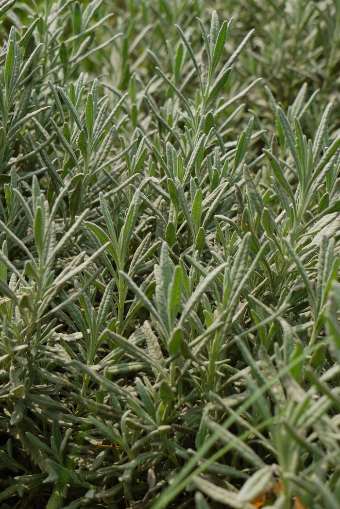 甜蜜薰衣草Lavandula heterophylla 甜蜜薰衣草Lavandula heterophylla