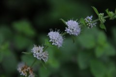 薄荷Mentha canadensis