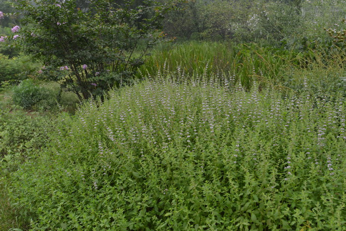 薄荷Mentha canadensis 薄荷Mentha canadensis